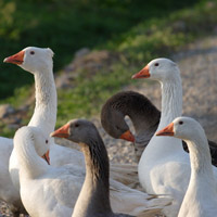 Animaux de la ferme